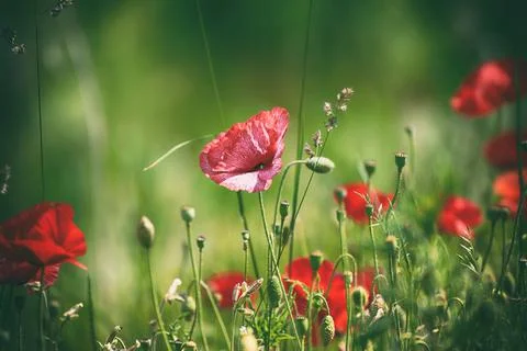 Red spring poppy Stock-Fotos
