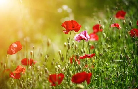Red spring poppy Fotos de archivo