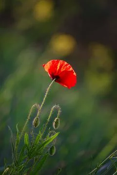 Red spring poppy Foto stock
