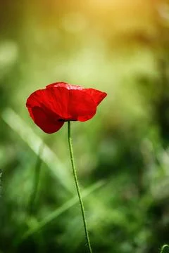 Red spring poppy Stockfoto's