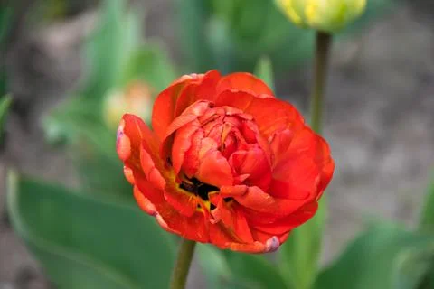 Red spring tulip flower, close-up, copy space Fotos Stock