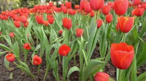 Red spring tulip flowers background Stock Footage 34708739