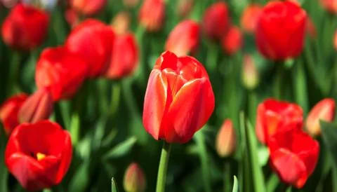 Red spring tulip Stock Photos