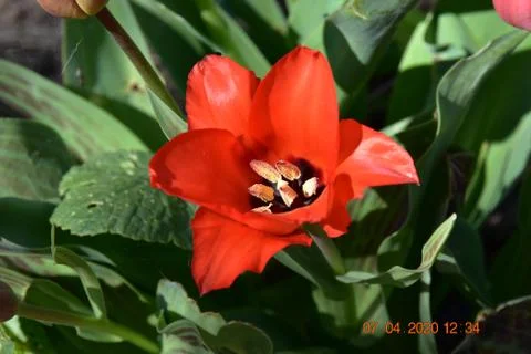 Red spring Tulip 写真素材