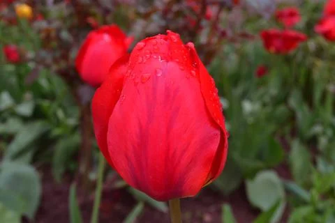 Red spring tulip Stock Photos