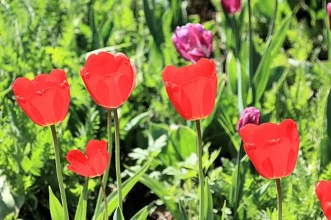 Red spring tulips on a beautiful background Stock Photos