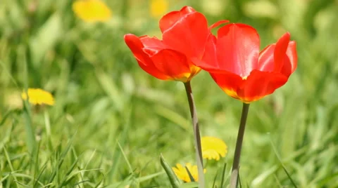 Red spring tulips Stock Footage 49552709