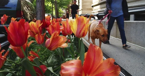Red spring Tulips in full spring Bloom, Central Park West Stock Footage 153934936