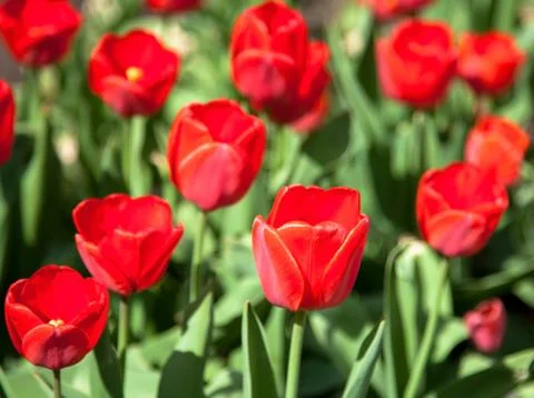 Red spring tulips in may 스톡 사진