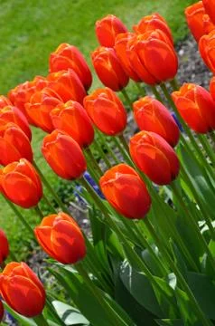 Red spring tulips Foto stock