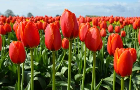 Red spring tulips Stock Photos