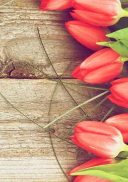 Red Spring Tulips Stock Photos