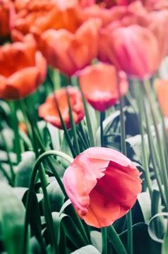 Red spring tulips Stock Photos