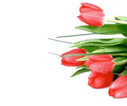 Red Spring Tulips Stock Photos