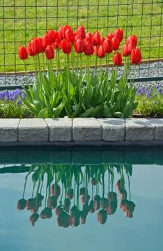 Red spring tulips reflection Stock Photos