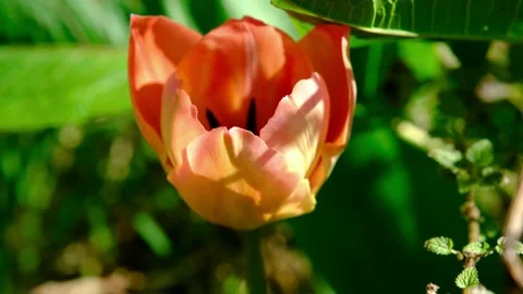 Red spring wild tulips in a grass in the UK, England Stock-Footage 238086753