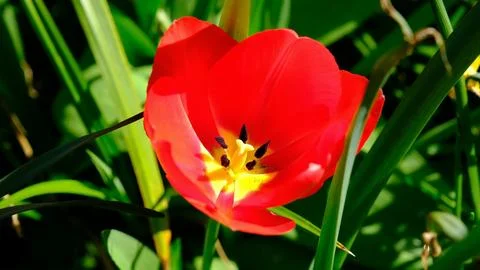 Red spring wild tulips in a grass in the UK, England Stock Photos