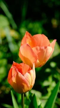 Red spring wild tulips in a grass in the UK, England Stock Photos