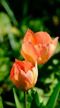 Red spring wild tulips in a grass in the UK, England Stock Photos