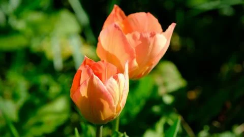 Red spring wild tulips in a grass in the UK, England Stock Photos