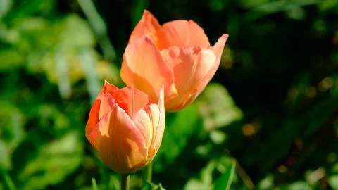 Red spring wild tulips in a grass in the UK, England Stock Photos