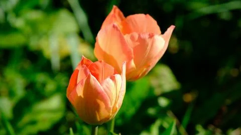 Red spring wild tulips in a grass in the UK, England Stock Photos