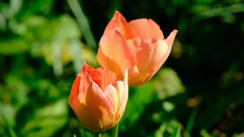 Red spring wild tulips in a grass in the UK, England Stock Photos