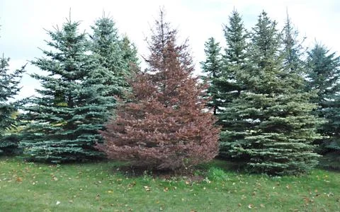 Red spruce Stock Photos