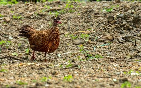 Red Spur flow in forest Stock Photos
