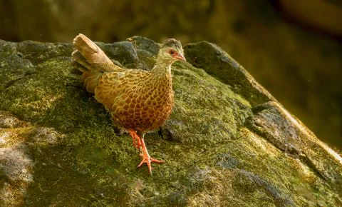Red Spurfowl Stock Photos