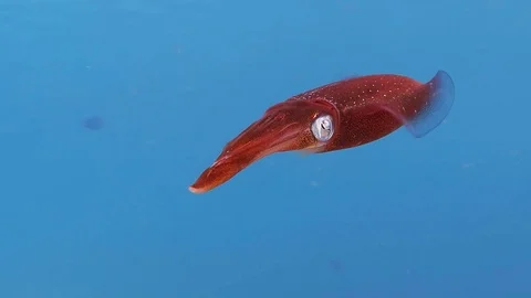 Red squid swimming close to the camera. Ocean wild animal. Stock Footage 125567546