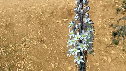 Red squill flowers Stock Footage 318672574