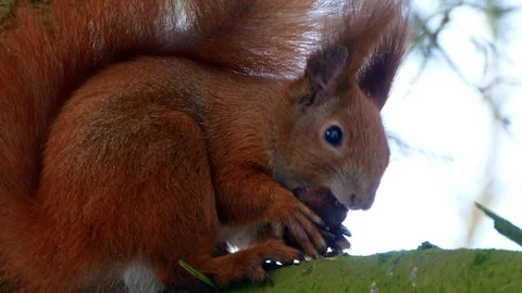 Red Squirell eating walnut 4k Stock-Footage 102265697