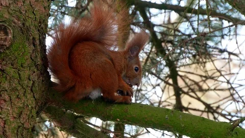 Red Squirell eating walnut 4k Stock-Footage 102265896