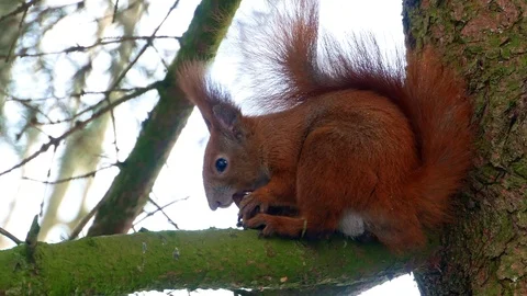 Red Squirell eating walnut 4k Stock-Footage 102266110