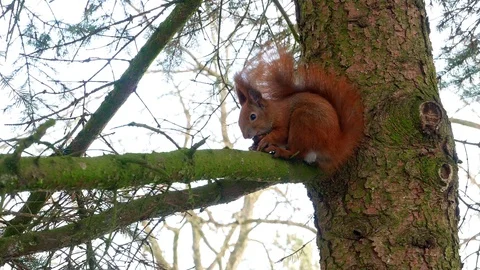 Red Squirell eating walnut 4k Stock-Footage 102266262