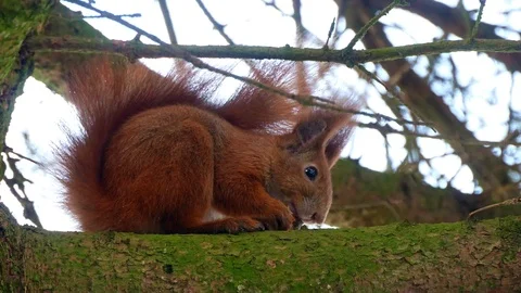 Red Squirell eating walnut 4k Stock-Footage 102266588