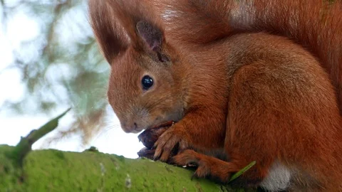 Red Squirell eating walnut 4k Stock-Footage 102266783