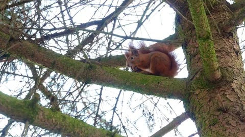 Red Squirell eating walnut 4k Stock-Footage 102266912