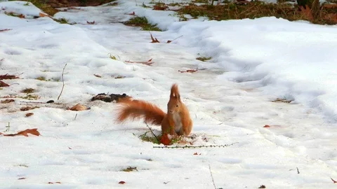 Red Squirell looking for walnut 4k Stock-Footage 102267065