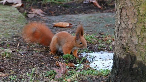 Red Squirell looking for walnut 4k Stock Footage 102267317