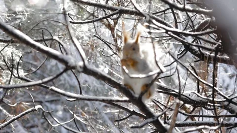 Red squirell with nut in her hands Stock Footage 130454046
