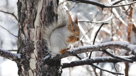 Red squirell with nut in her hands Stock Footage 130454131