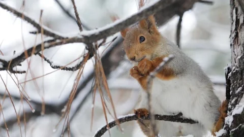 Red squirell with nut in her hands Видео 130454140