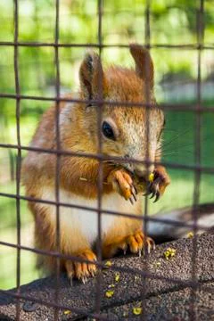 Red squirell Stock Photos