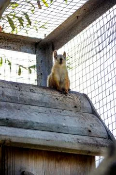 Red squirell Stock Photos