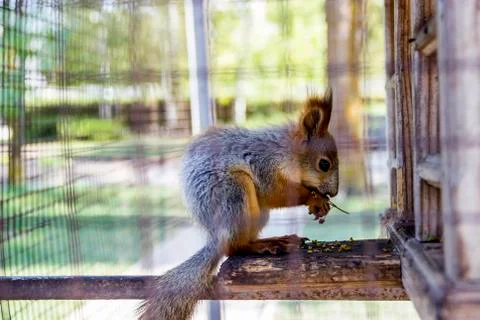 Red squirell Stock Photos