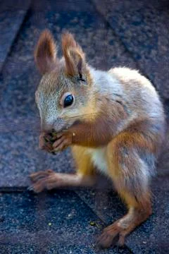 Red squirell Stock Photos