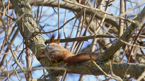 Red squirre cleans its fur and rubs against the bark of the tree Stock Footage 73377667