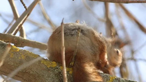 Red squirre sits on a tree branch and cleanses itself close-up Stock Footage 73377737